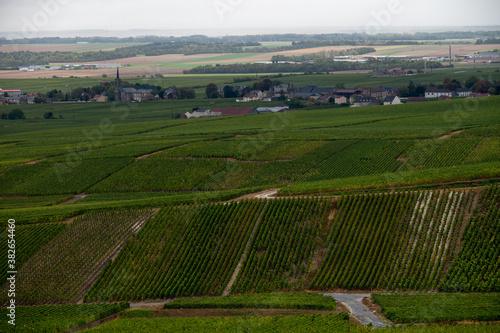 Landscape with green grand cru vineyards near Epernay, region Champagne, France in rainy day. Cultivation of white chardonnay wine grape on chalky soils of Cote des Blancs.