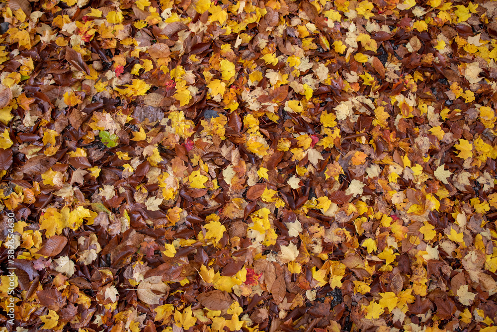 Autumn leaves texture, background Autumn leaves texture, background