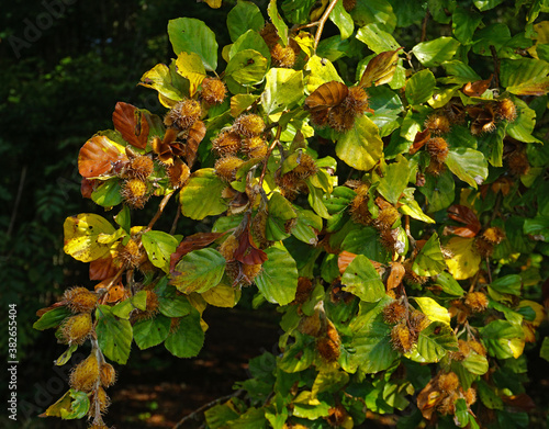Cuadro en lienzo Bucheckern, Früchte der Rotbuche, Fagus sylvatica, beechnut,