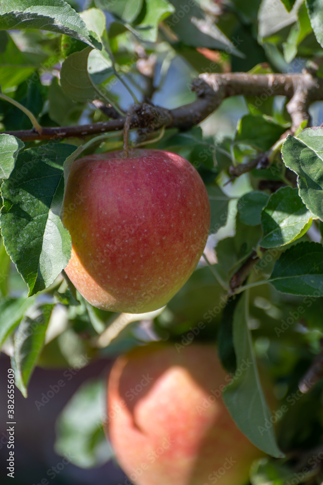 Large sweet braeburn apples ripening on tree in fruit orchard Large sweet braeburn apples ripening on tree in fruit orchard