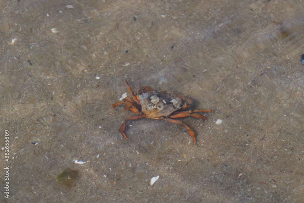 Crab in the open water in Wadden Sea National Park close to the North Frisian island of  Sylt
