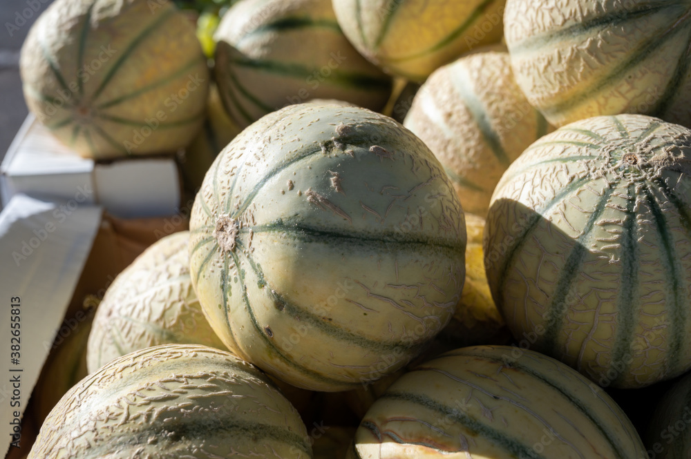 New harvest of sweet honey melons from Cavaillon, Provence, France New harvest of sweet honey melons from Cavaillon, Provence, France