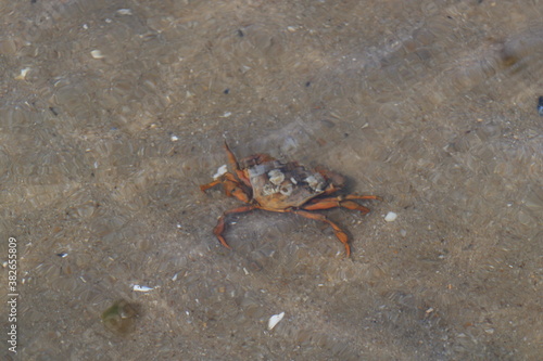 Crab in the open water in Wadden Sea National Park close to the North Frisian island of  Sylt