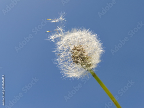 dandelion head on blue sky