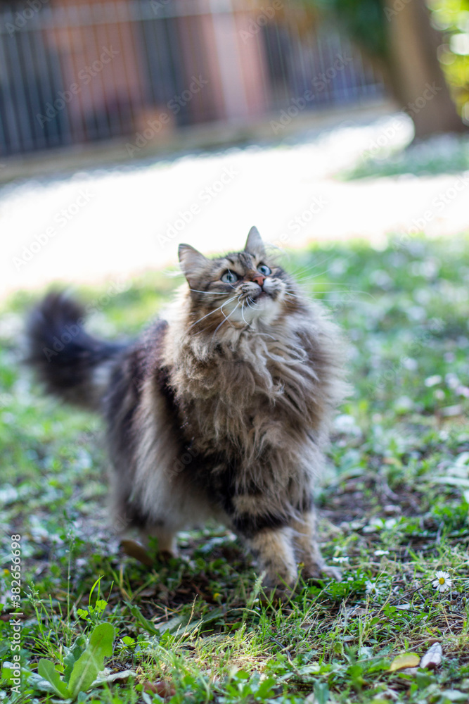 Ritratto Gatto a pelo lungo, gioca all'aperto.