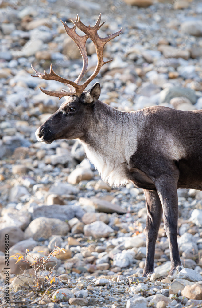 Mountain caribou in the fall Mountain caribou in the fall