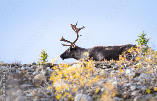 Mountain caribou in the fall
