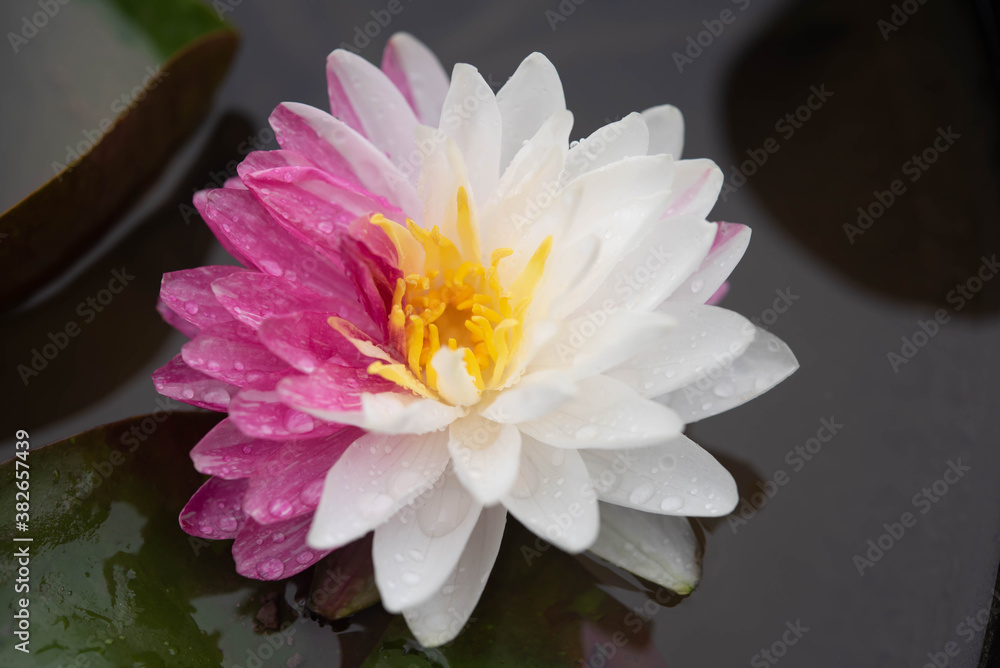beautiful pink and white water lily blooming in the nature