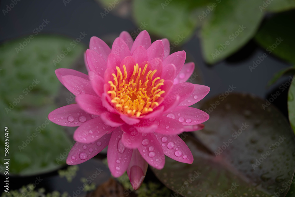 beautiful pink water lily blooming in the nature beautiful pink water lily blooming in the nature