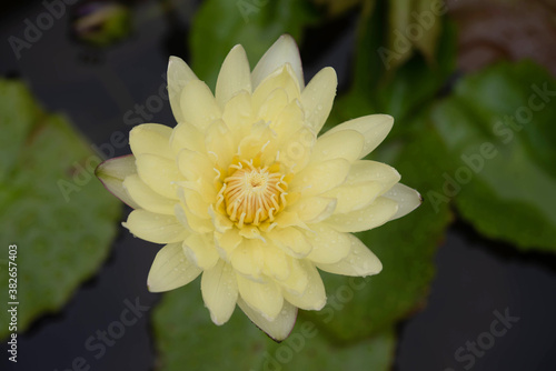 beautiful yellow water lily blooming in the nature