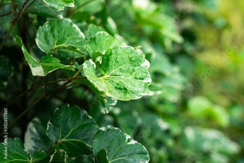 Wallpaper Mural Close-up on greenery leaf in the gardening, natural environment and background photo. Selective focus at the center part. Torontodigital.ca