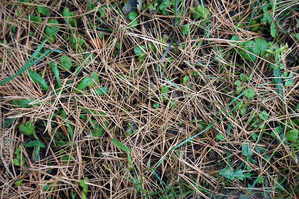 Dry pine needles Dry pine needles