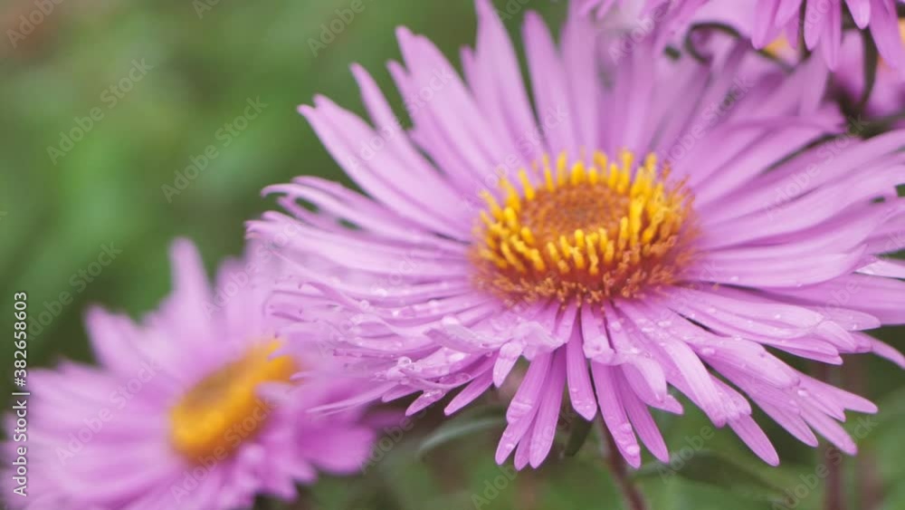 Many purple asters Symphyotrichum or New England aster swaying in gentle breeze, selective focus. Close-up. Many purple asters Symphyotrichum or New England aster swaying in gentle breeze, selective focus. Close-up.