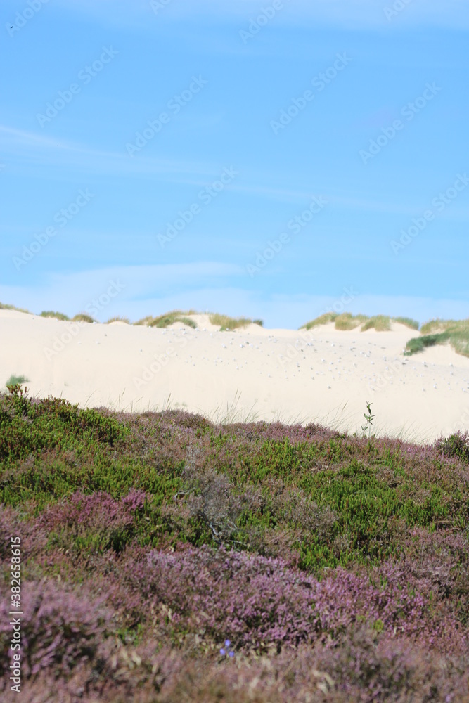 Being isolated in the dunes at Ellenbogen in the North of Sylt close to the village of List