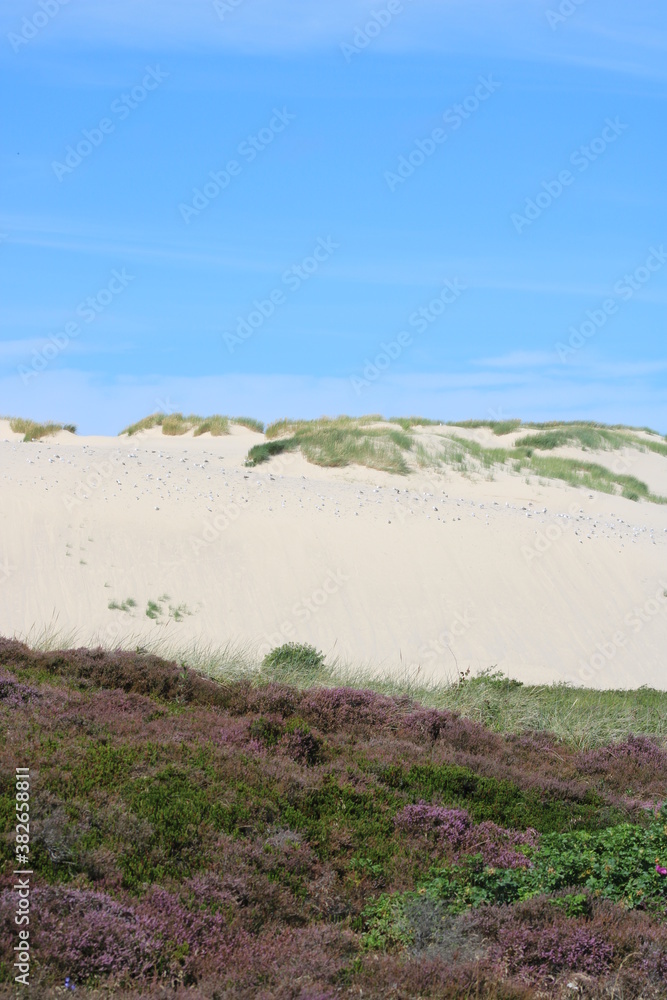 Being isolated in the dunes at Ellenbogen in the North of Sylt close to the village of List