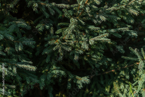 green bright volumetric needles of coniferous Siberian tree in the forest in the light of sun