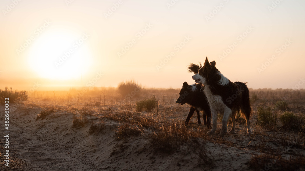 Collies in the sunrise