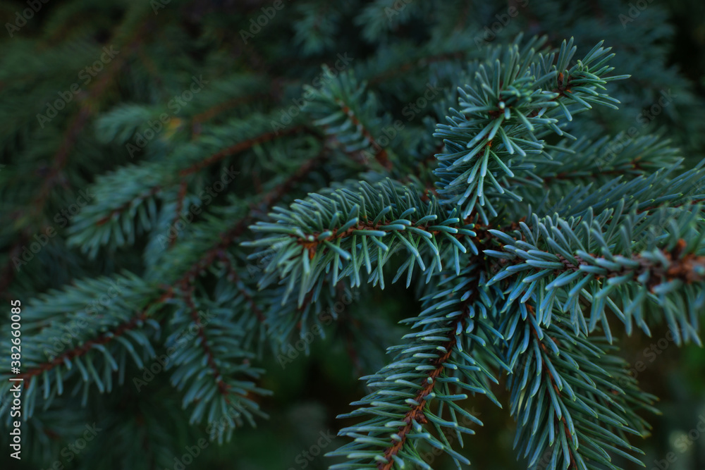Light green blue volumetric small needles on branches of coniferous Siberian spruce tree
