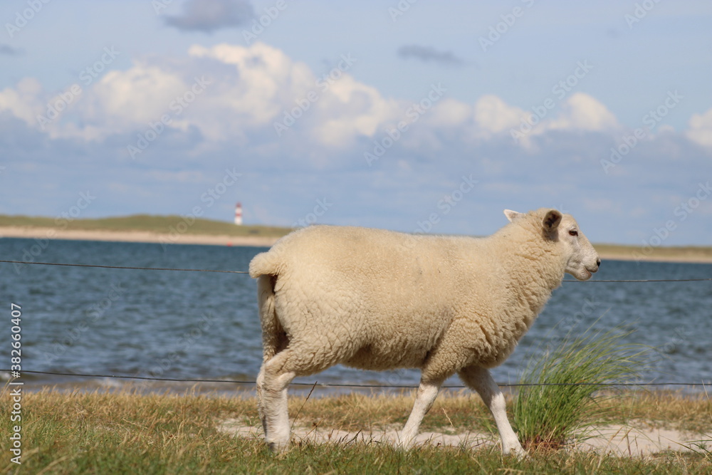 Grazing sheep on the salty meadows of Sylt in North Frisia Grazing sheep on the salty meadows of Sylt in North Frisia