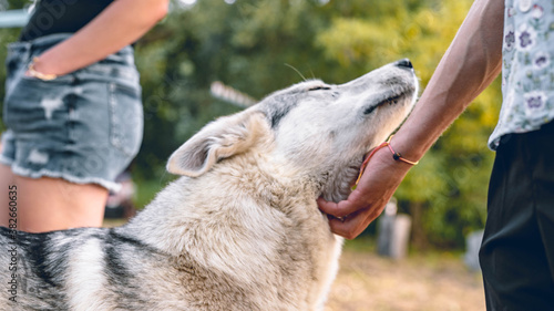 Petting the domesticated wolf