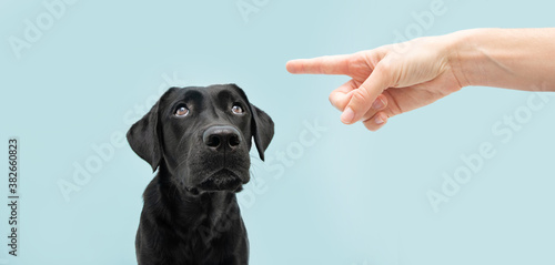 Labrador dog looking up giving you whale eye being punished by its owner with finger pointer it. Isolated on colored blue background.