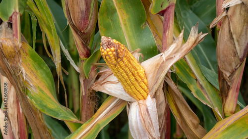 corn on the cob