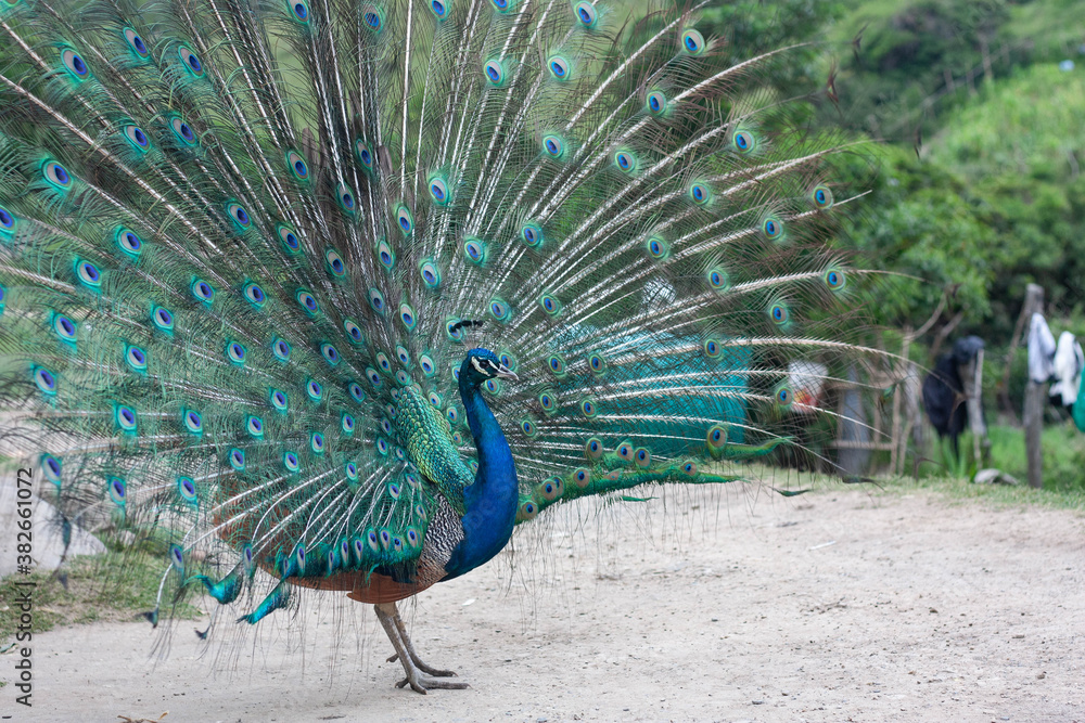 Obraz premium Transkei Peacock
