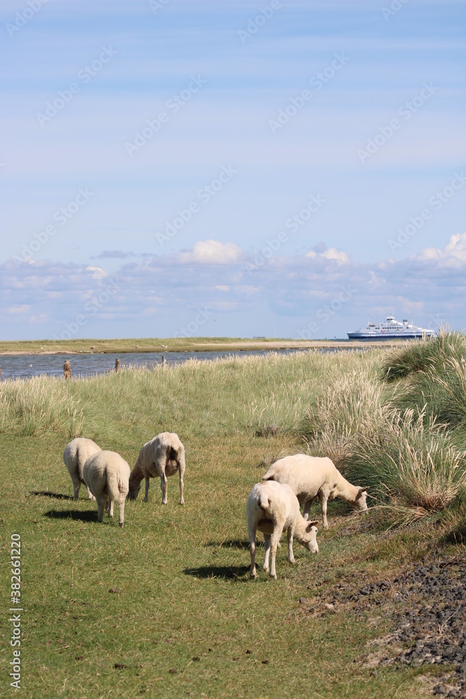 Grazing sheep on the salty meadows of Sylt in North Frisia 