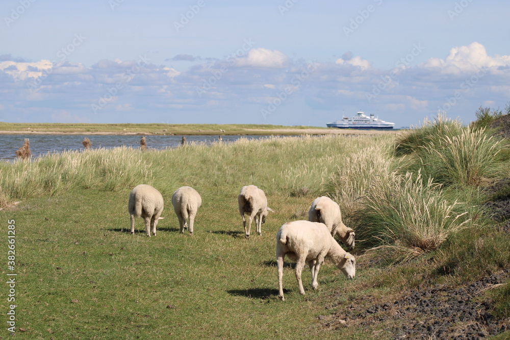 Fototapeta premium Grazing sheep on the salty meadows of Sylt in North Frisia 