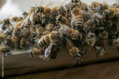 Abeilles en grappe sur le plateau d'entrée de ruche © Eric