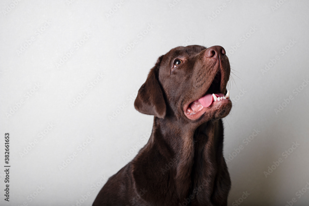 Brown labrador on a white background. Dog labrador looks at the owner faithfully