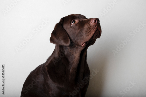 Brown labrador on a white background. Dog labrador looks at the owner faithfully