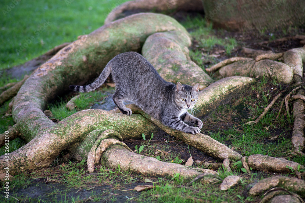 Fototapeta premium Portrait of stipped cat standing in a public garden near a beautiful tree