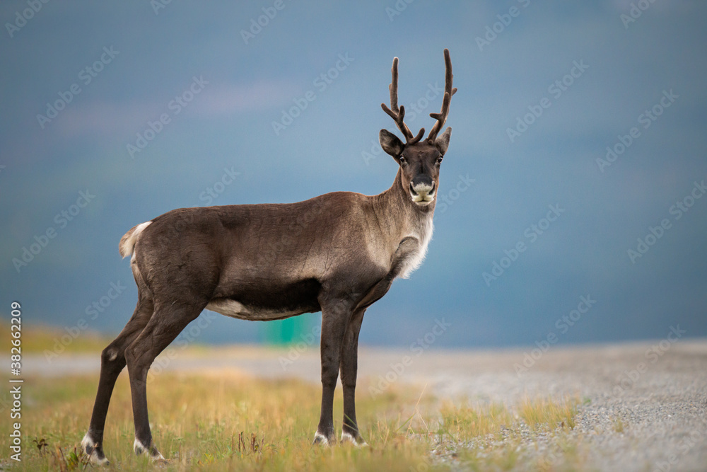 Mountain caribou Mountain caribou