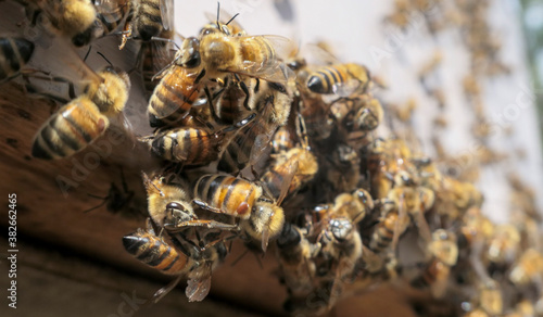 Abeilles en grappe et varroa destructor sur le plateau d'entrée de ruche