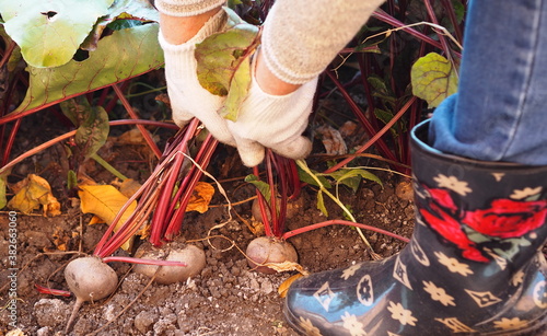 Autumn harvest of beets.Female hands in work gloves pull the beets out of the ground to store them.