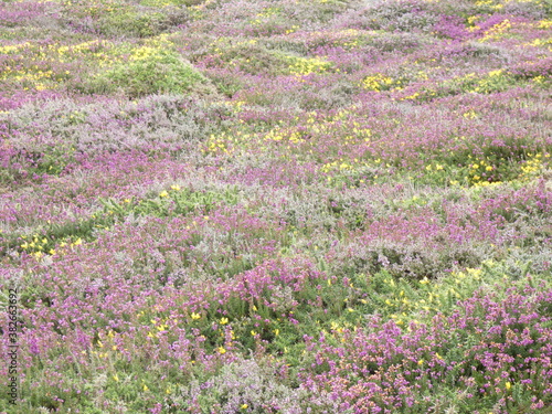 heather