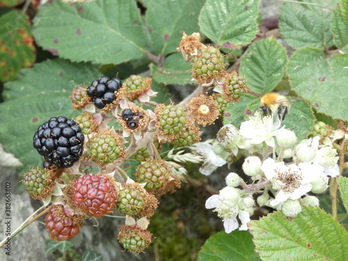 blackberry