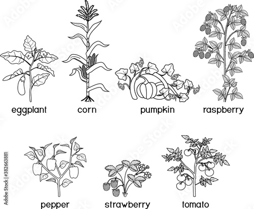 Coloring page. Set of different vegetable and fruit plants with harvest isolated on white background
