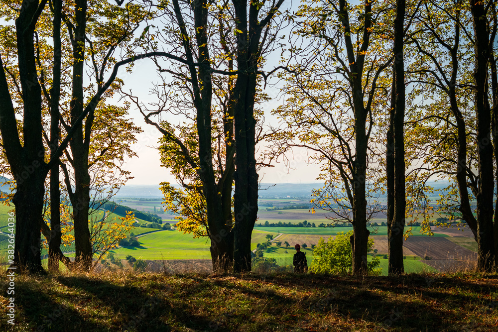 Fototapeta premium sunset in the forest
