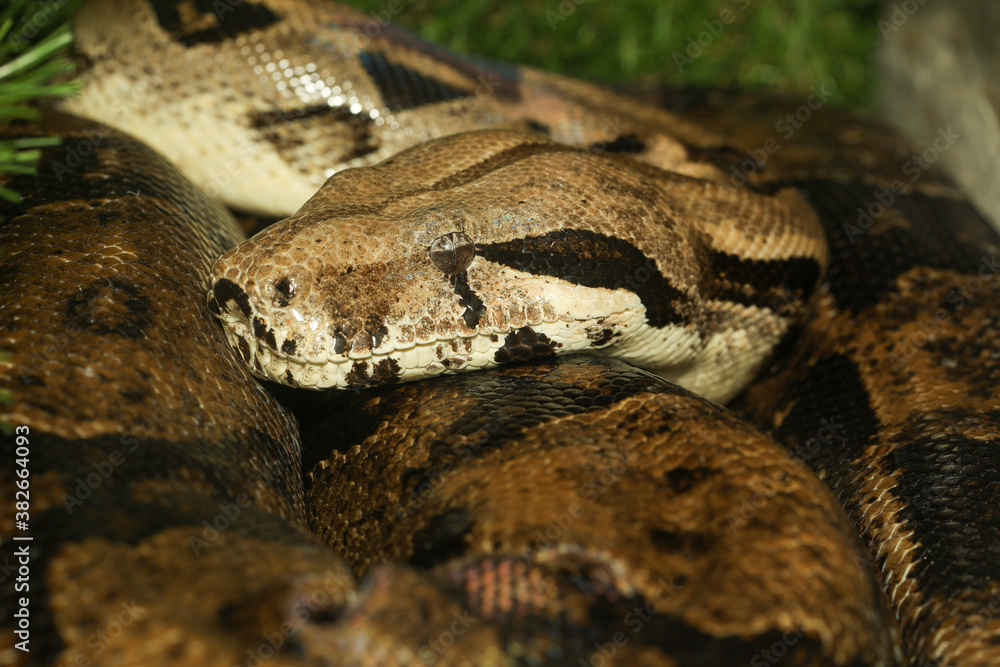 Macro head boa constrictor snake Macro head boa constrictor snake