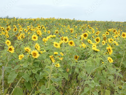 sunflowers