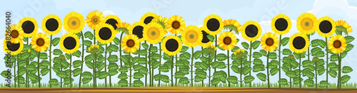 Yellow sunflower field and blue sky. Flower border