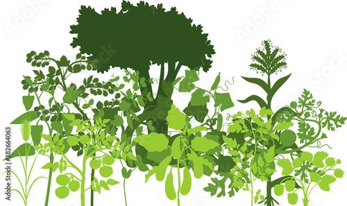 Green silhouette of group of vegetable plants with harvest of fruits and leaves isolated on white background