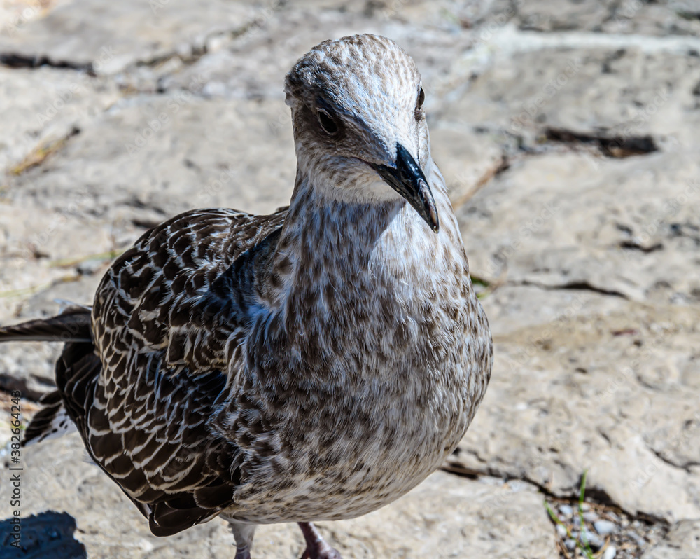 Seagull standing Seagull standing