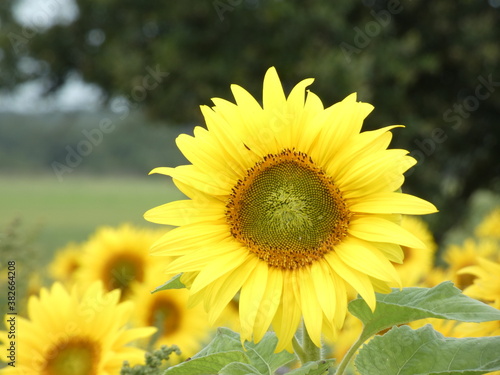 sunflower in the field