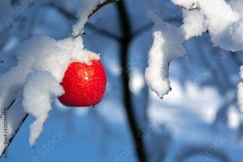 Ripe pink lady apple on a tree coverd in winter snow