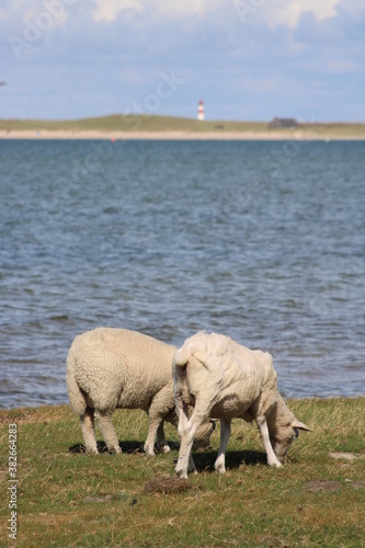 Fototapeta Naklejka Na Ścianę i Meble -  Grazing sheep on the salty meadow between the dunes of Sylt in the UNESCO World Heritage Natural Site 
