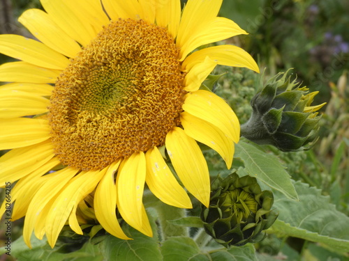 sunflower and bee