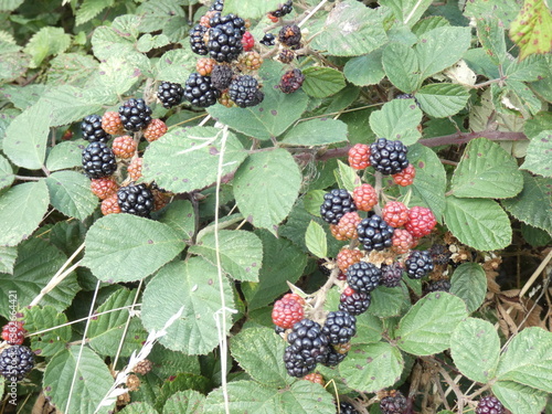 blackberry on the bush
